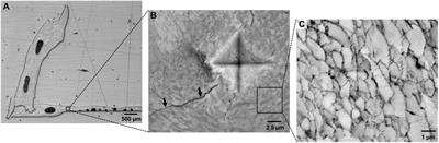 Assessing the Impacts of Ocean Acidification on Adhesion and Shell Formation in the Barnacle Amphibalanus amphitrite